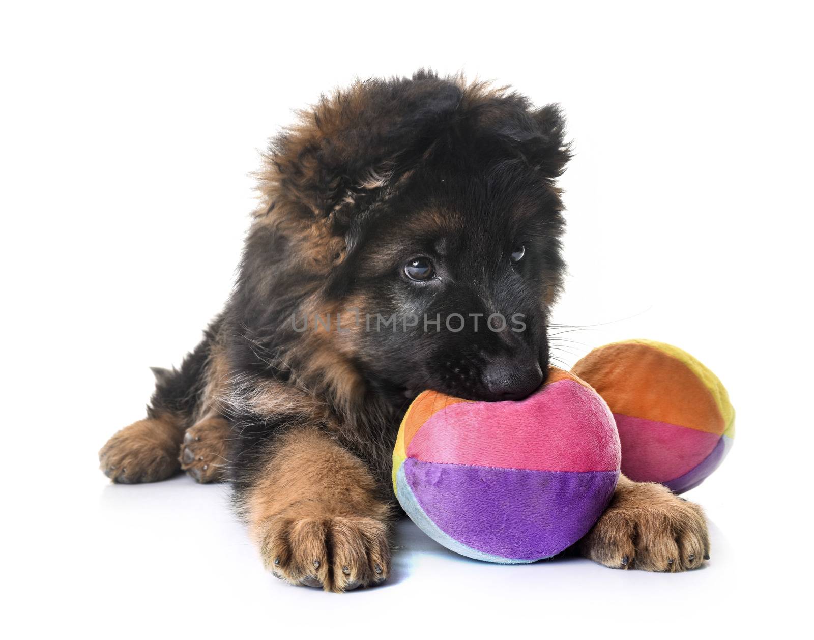 puppy german shepherd in front of white background