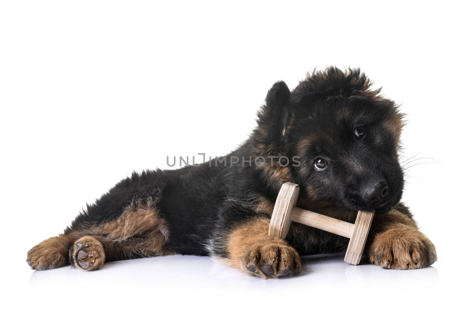 puppy german shepherd in front of white background