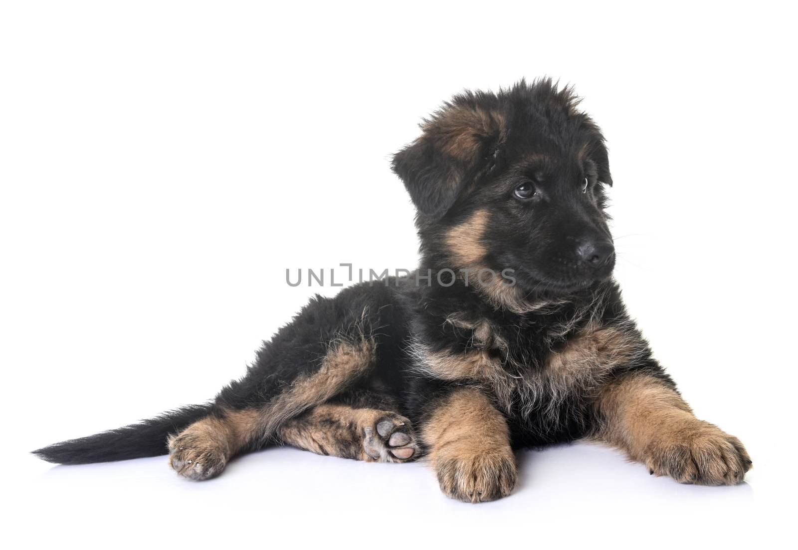 puppy german shepherd in front of white background