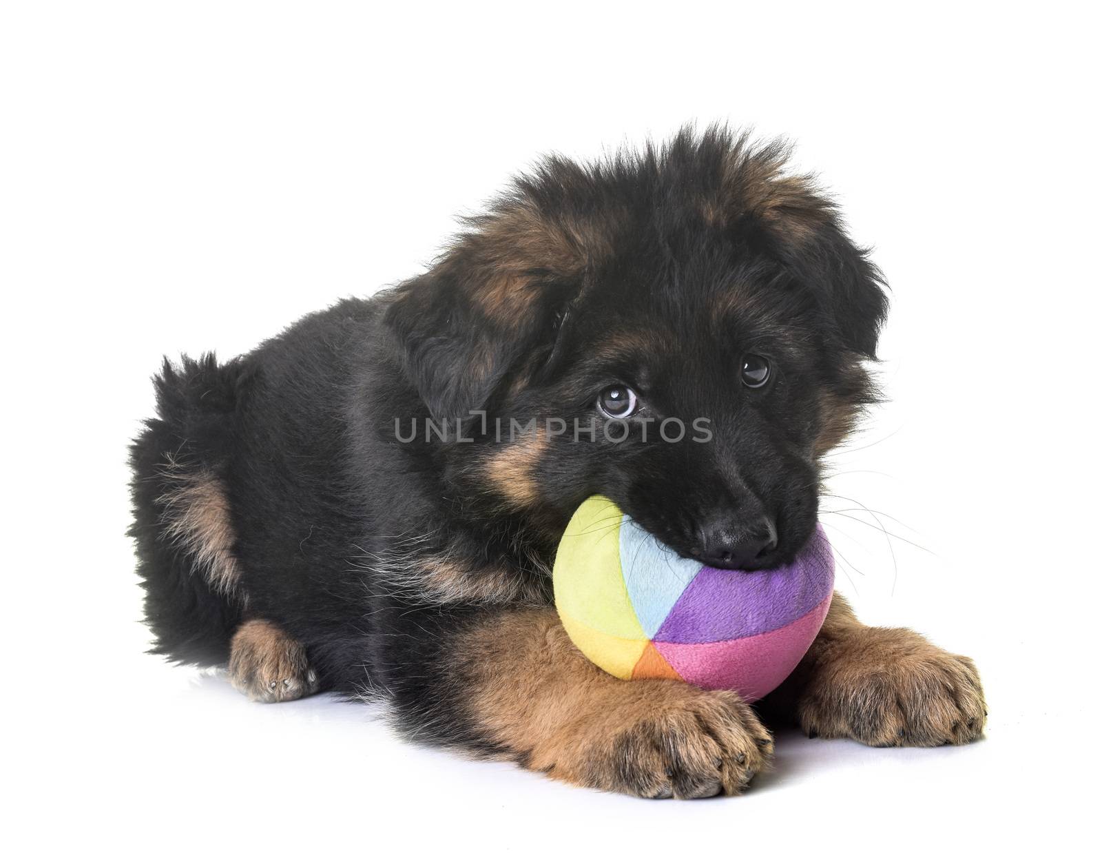 puppy german shepherd in front of white background