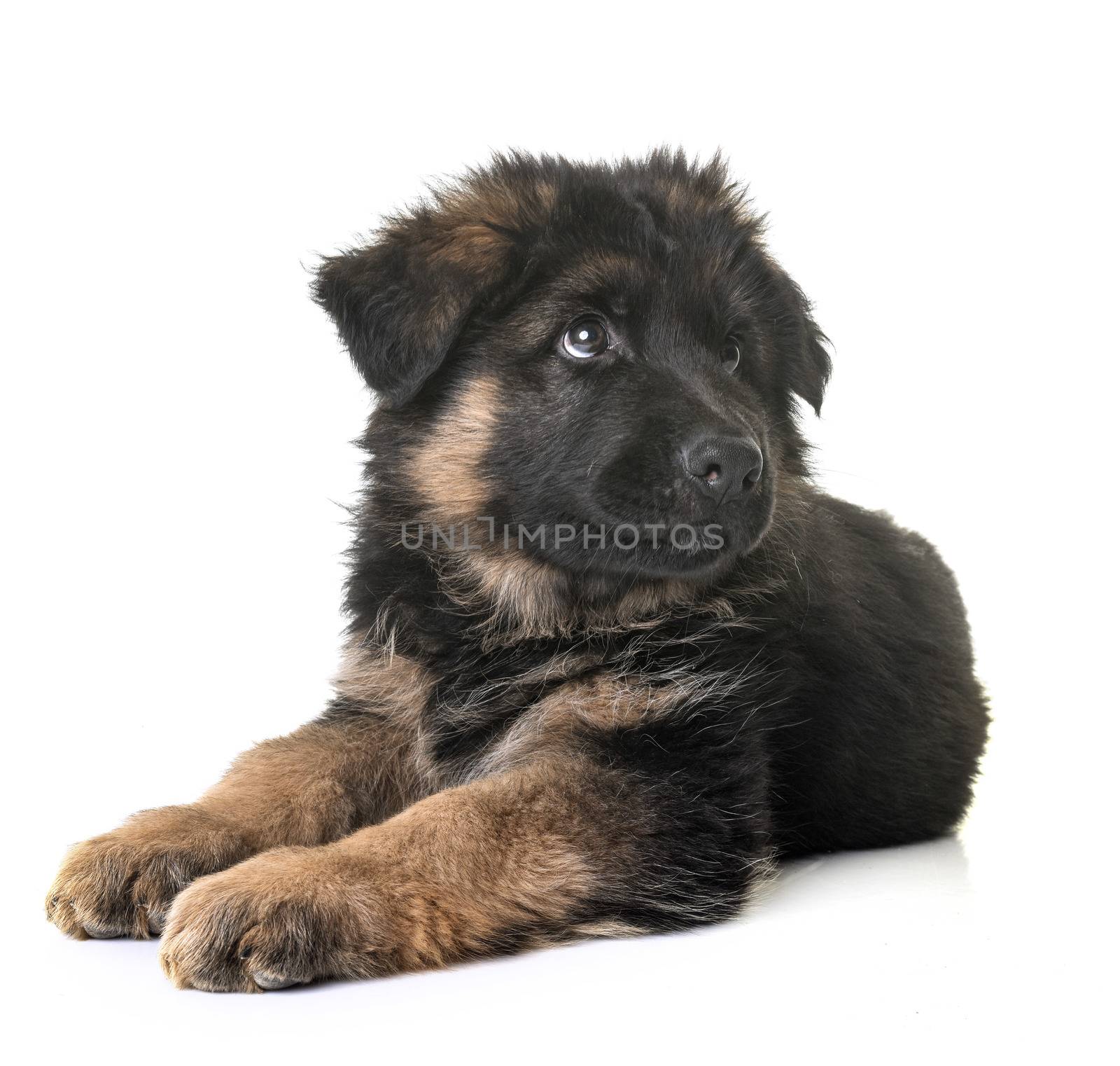 puppy german shepherd in front of white background