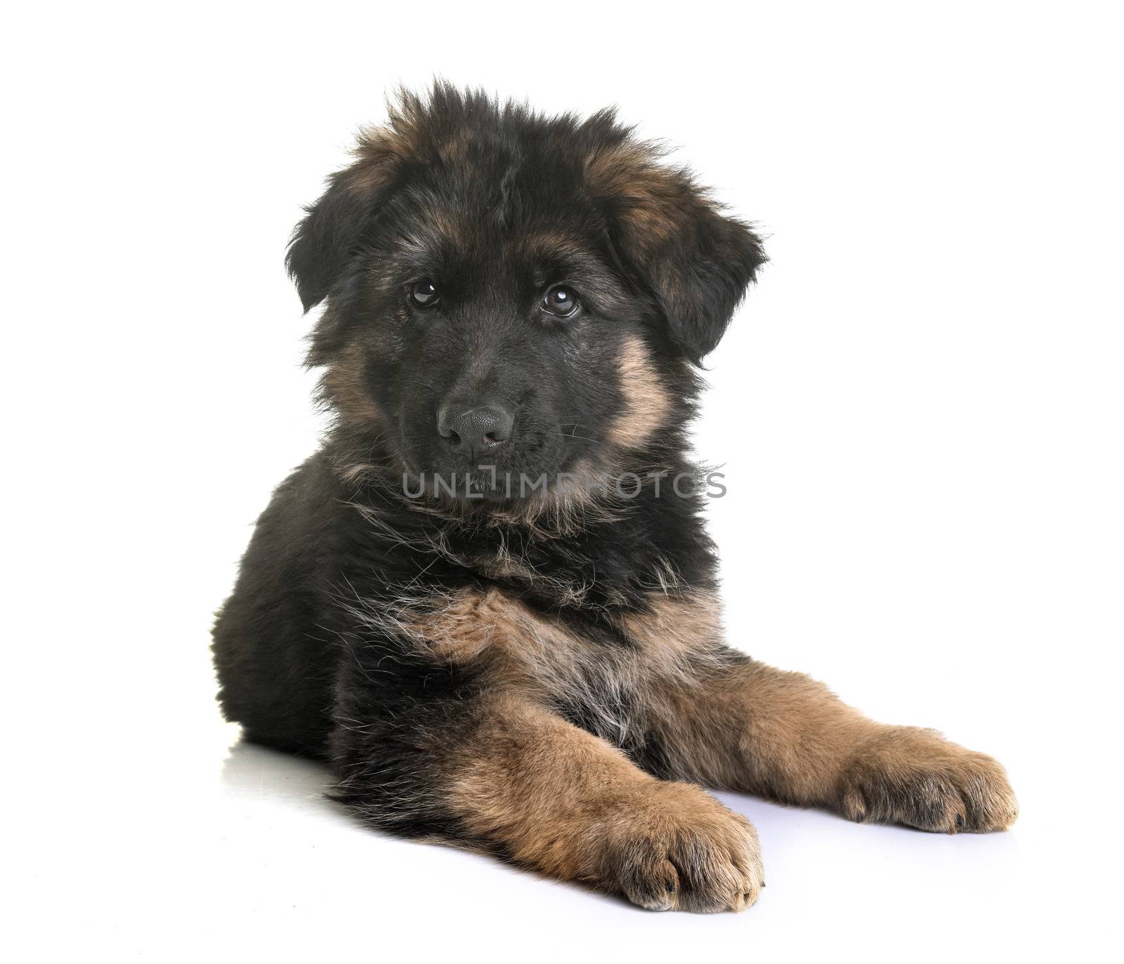 puppy german shepherd in front of white background