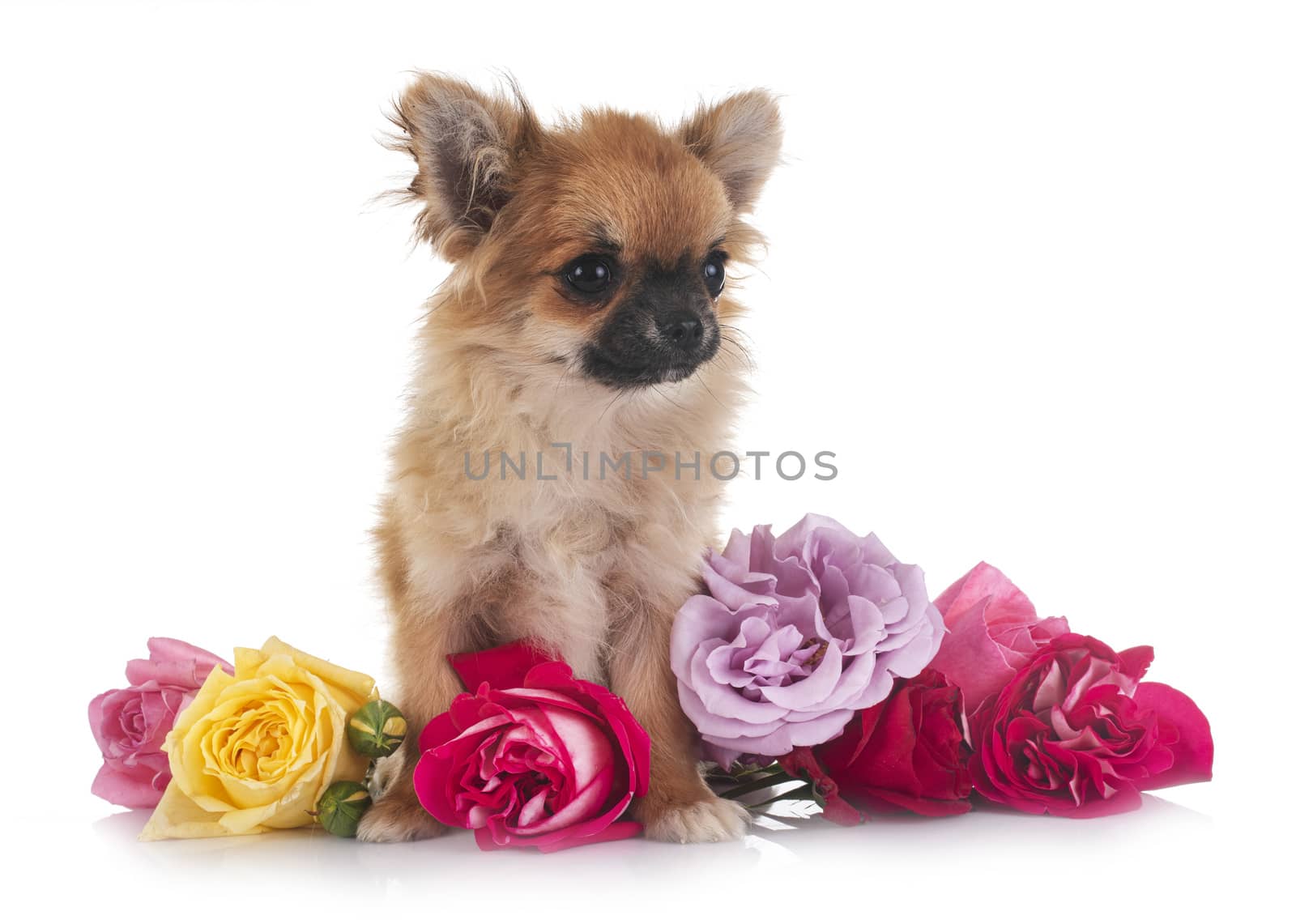 puppy chihuahua in front of white background