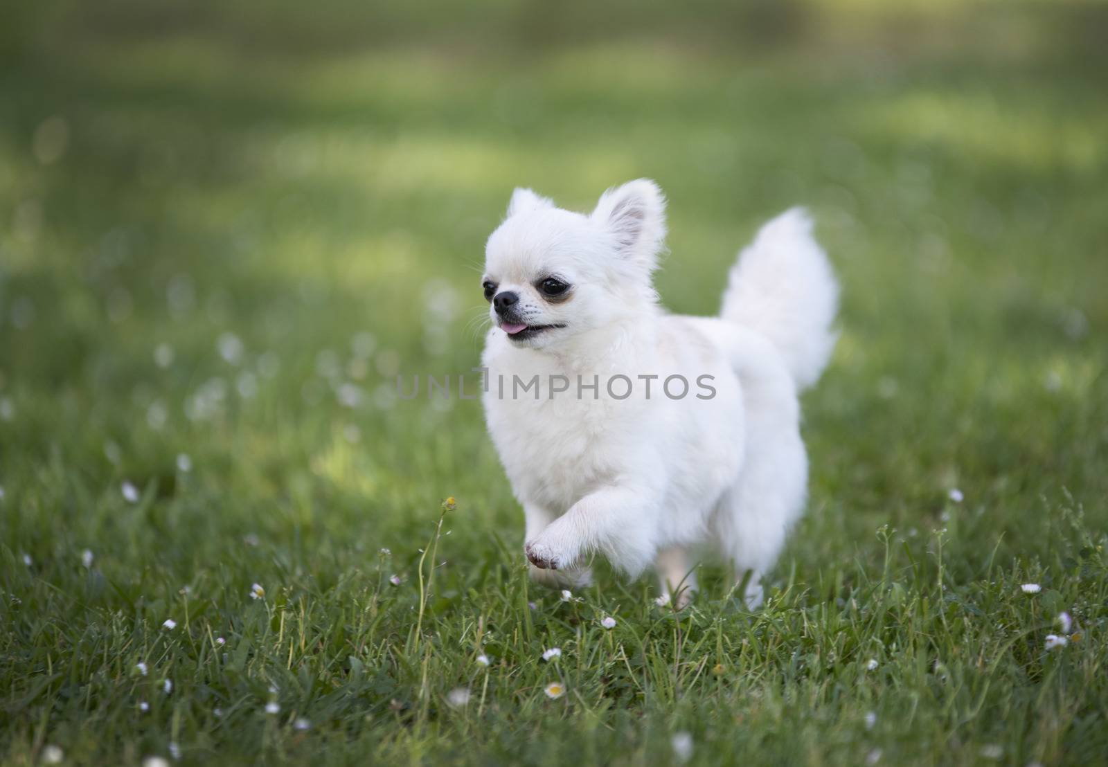 purebred chihuahua in a garden in spring