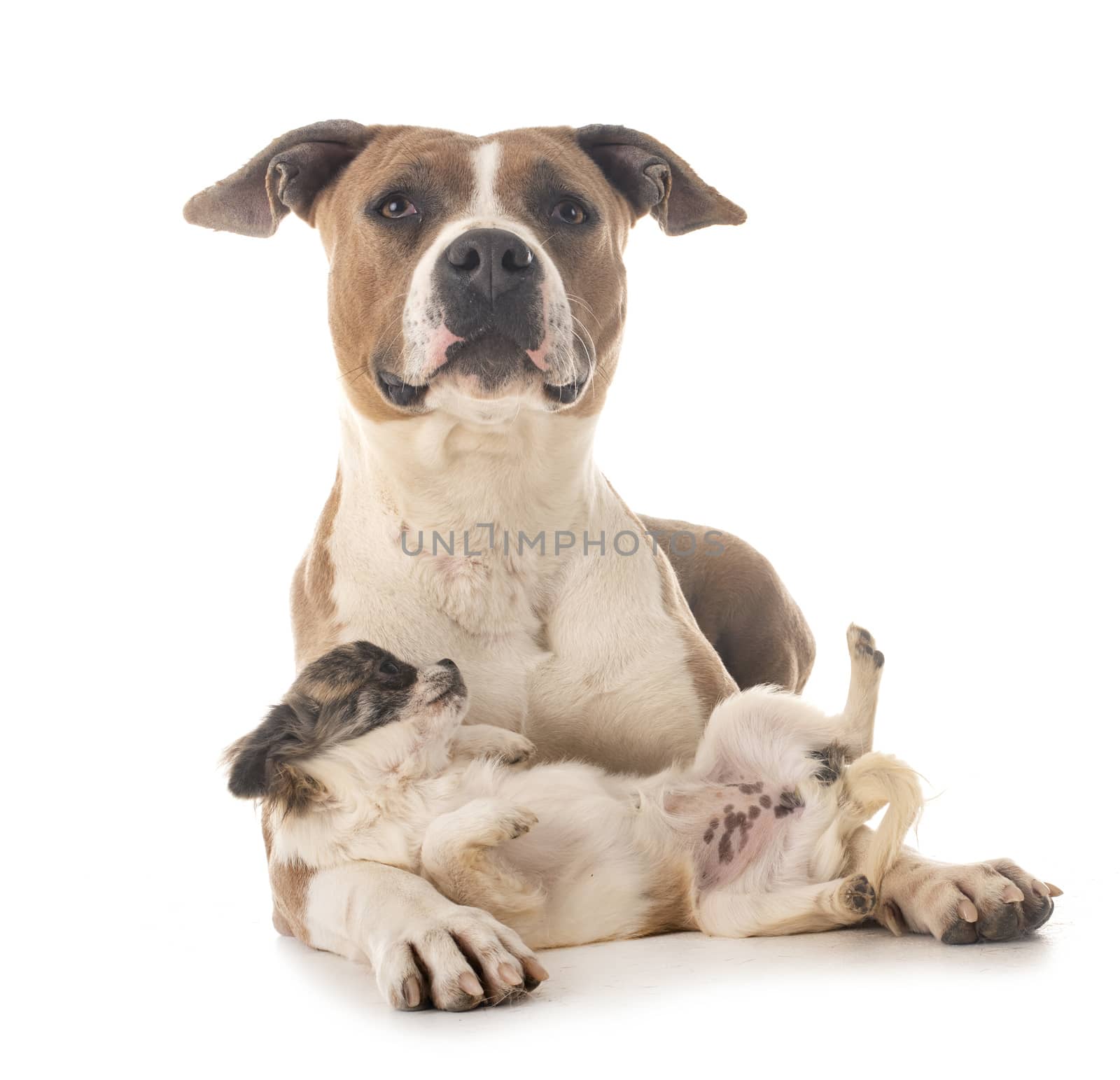 american staffordshire terrier and chihuahua in front of white background