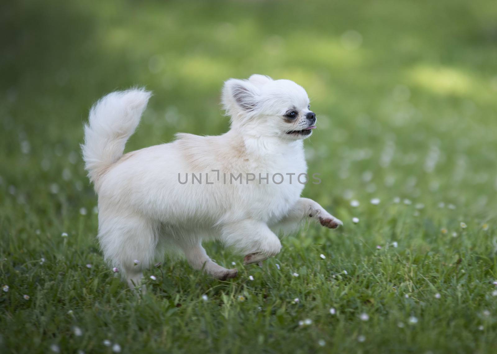 purebred chihuahua in a garden in spring