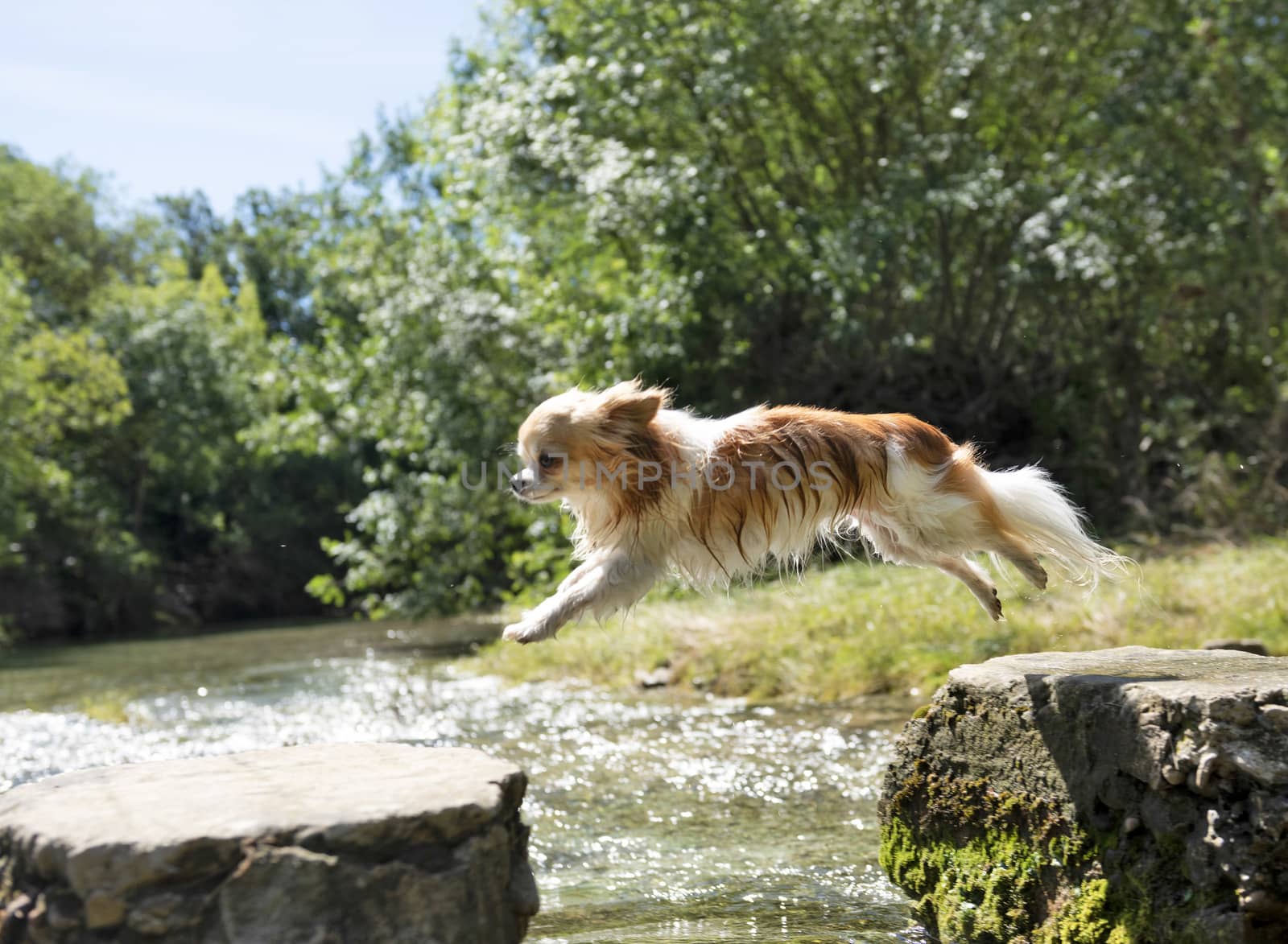 purebred chihuahua jumping in the nature in a day of summer