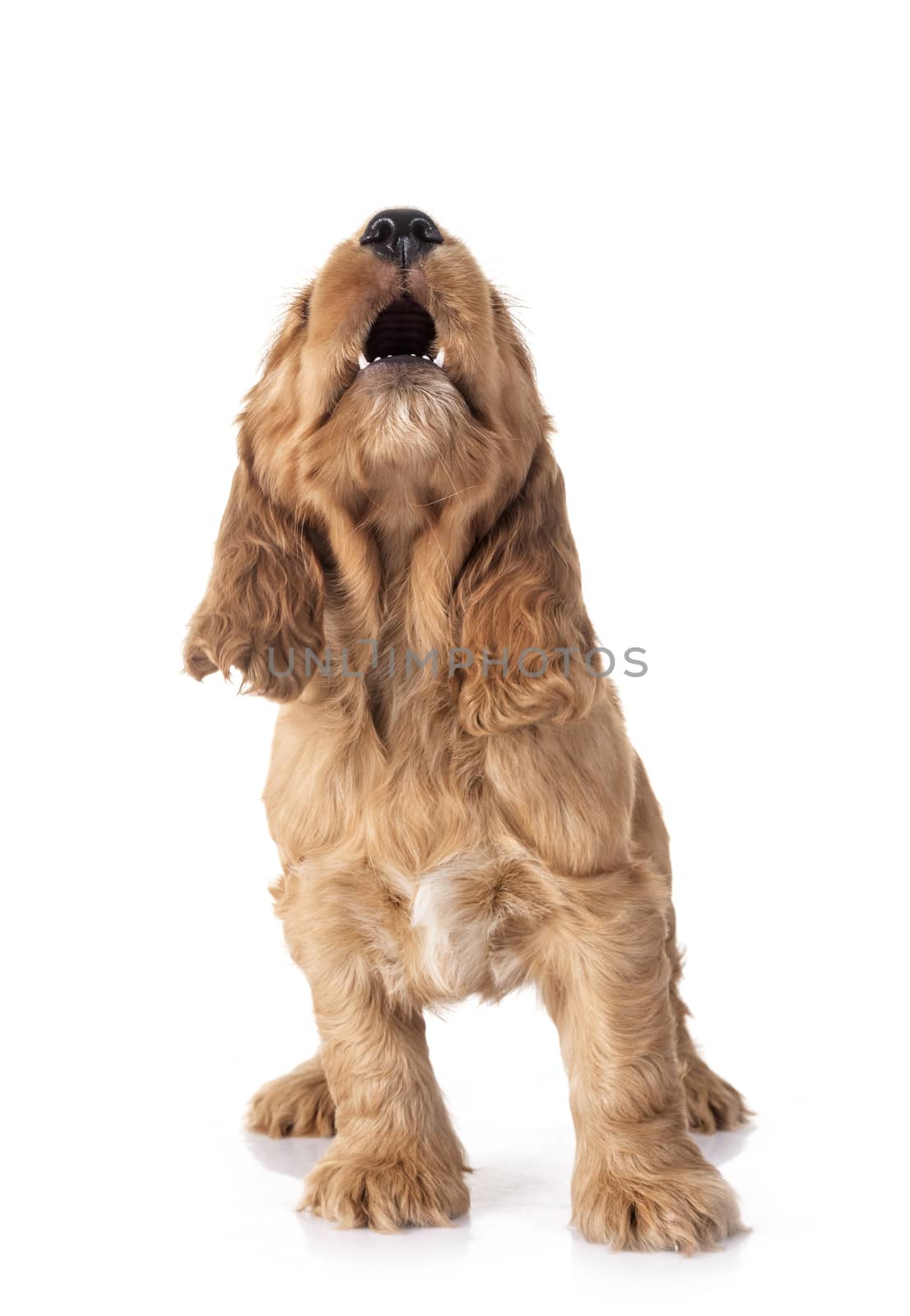 puppy cocker spaniel in front of white background