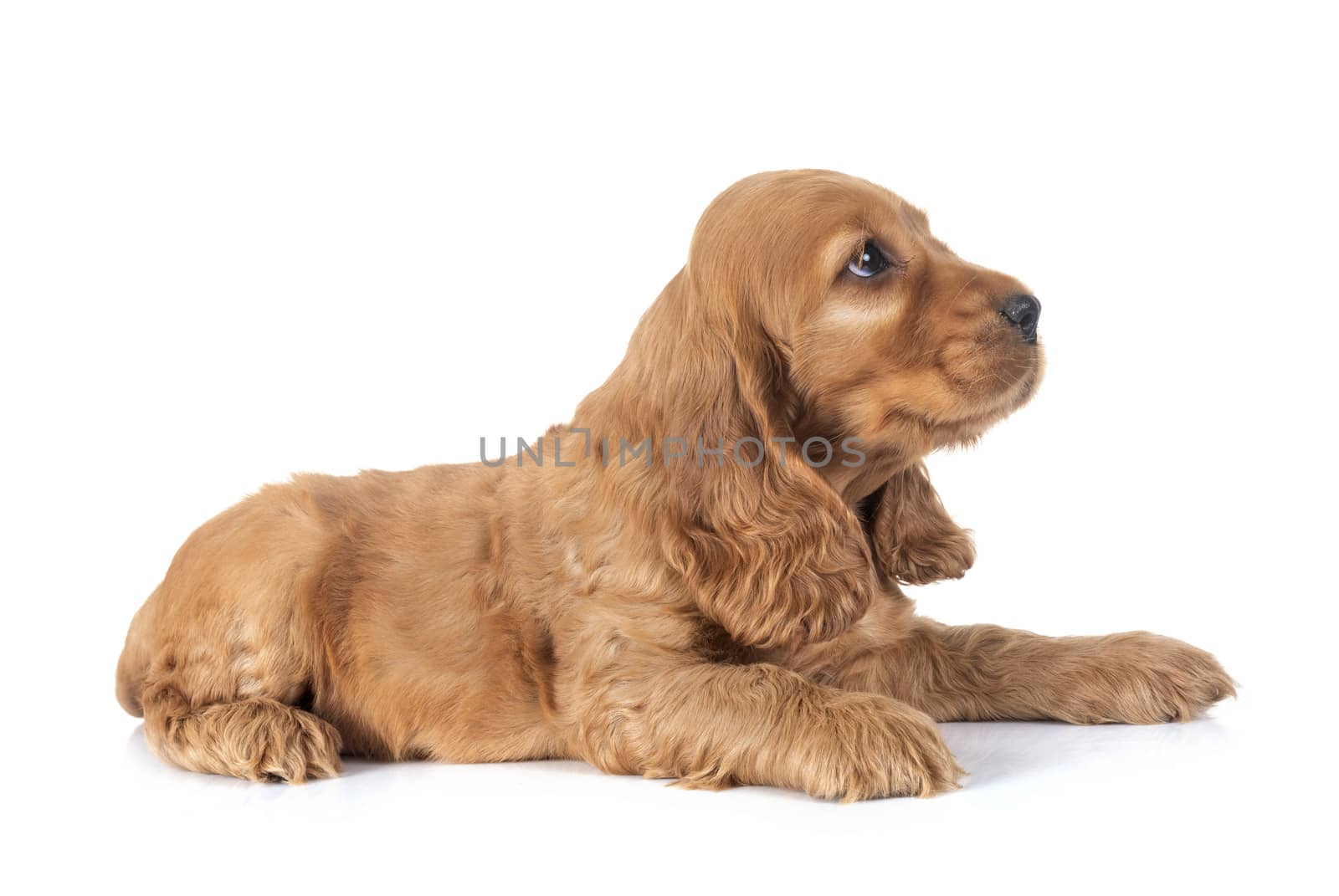 puppy cocker spaniel in front of white background