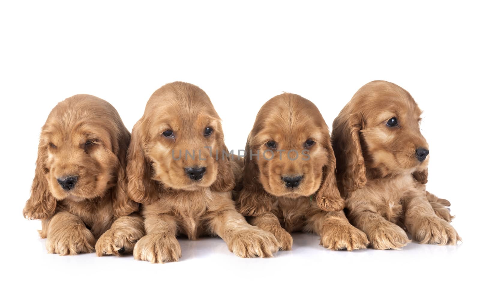 puppies cocker spaniel in front of white background