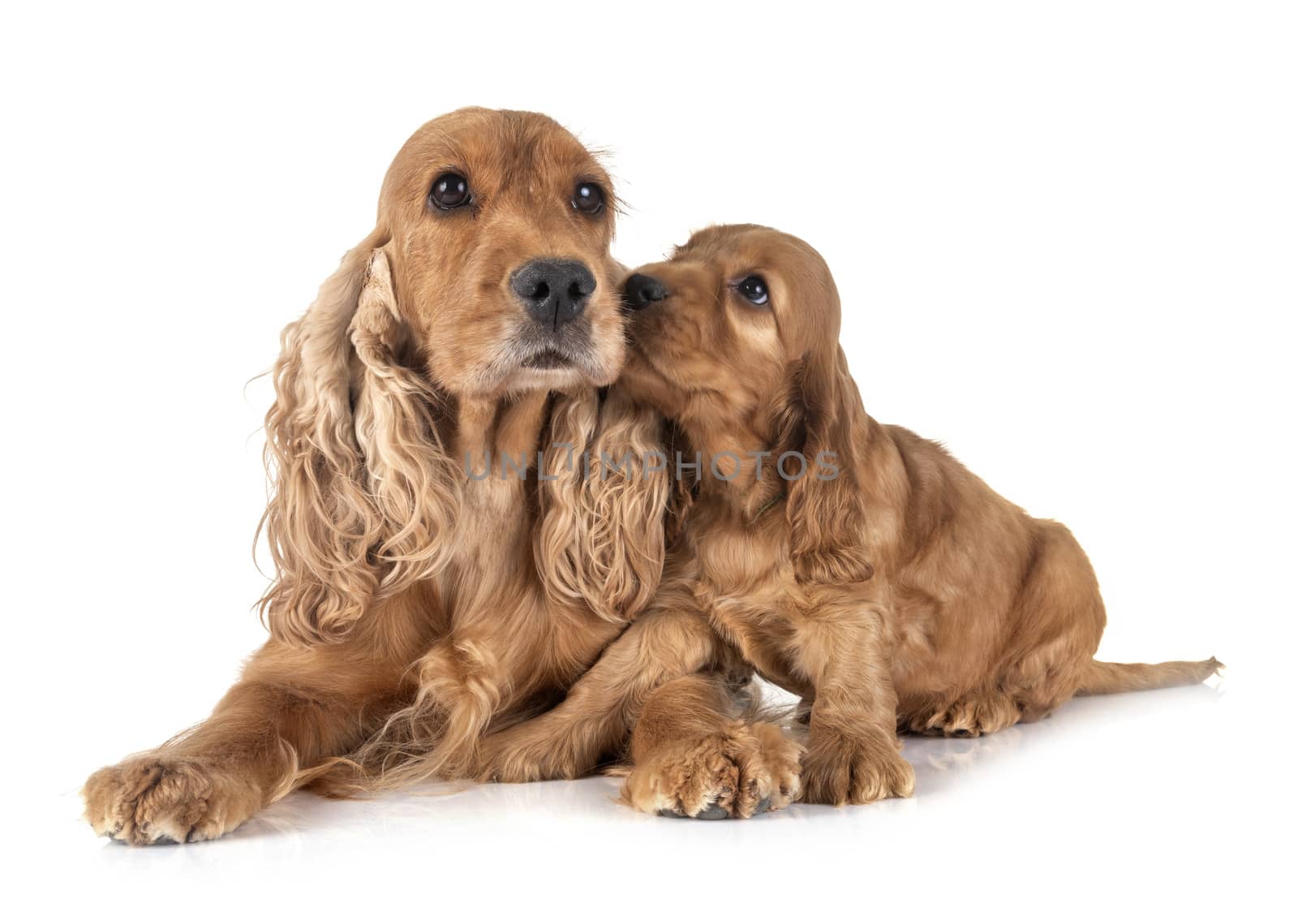 puppy and mother cocker spaniel by cynoclub