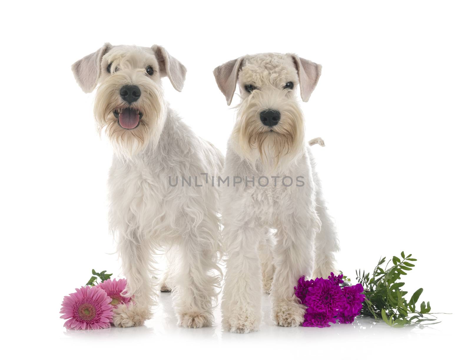 miniature schnauzers in front of white background