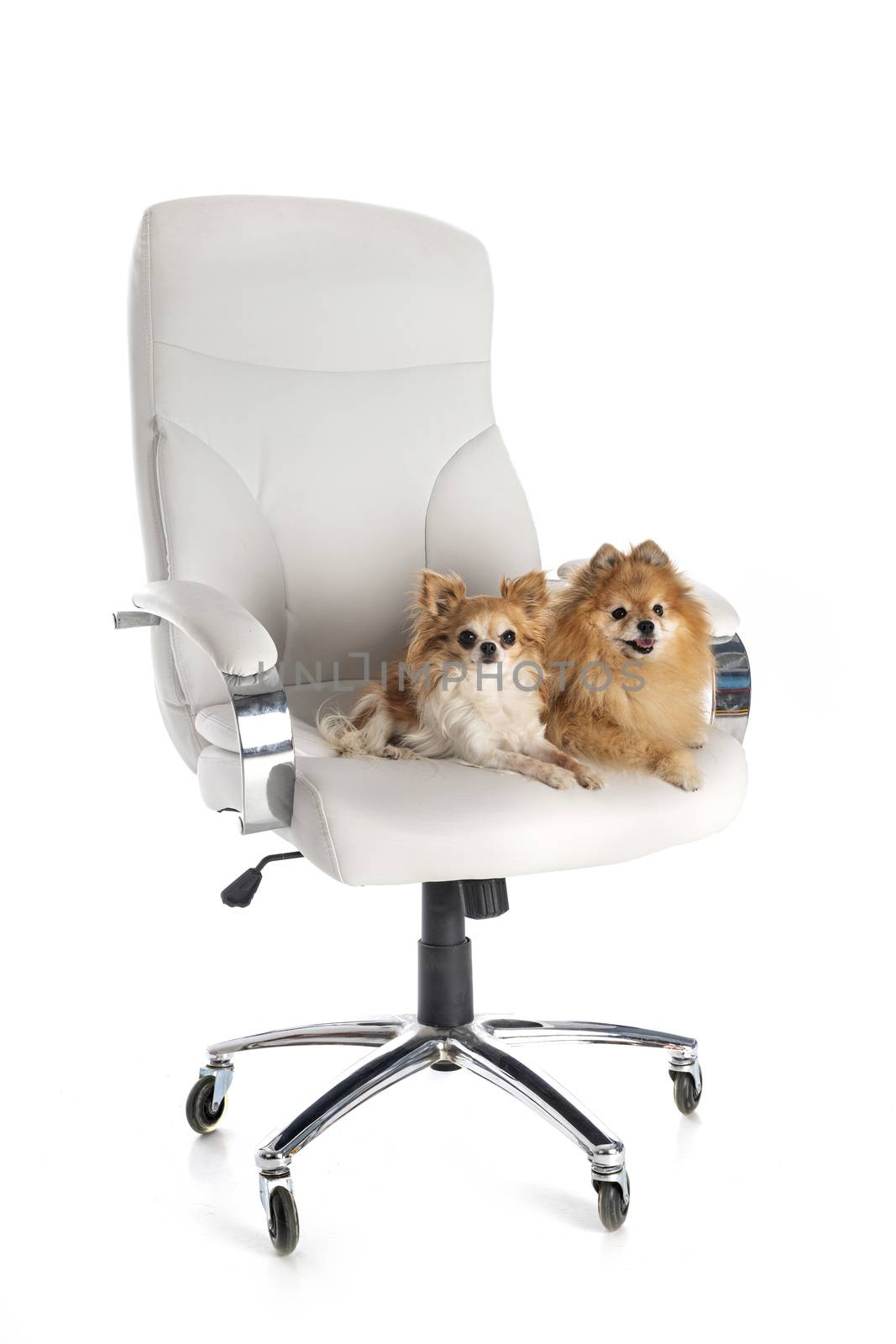 little dogs on chair in front of white background