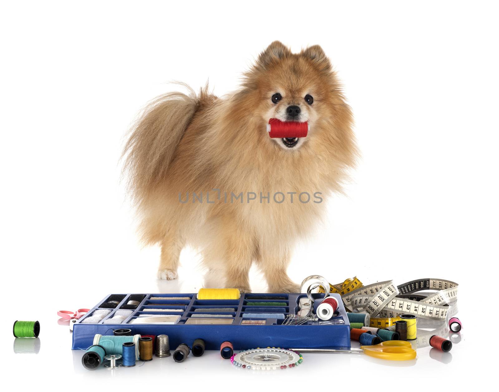 Sewing Accessories and little dog by cynoclub