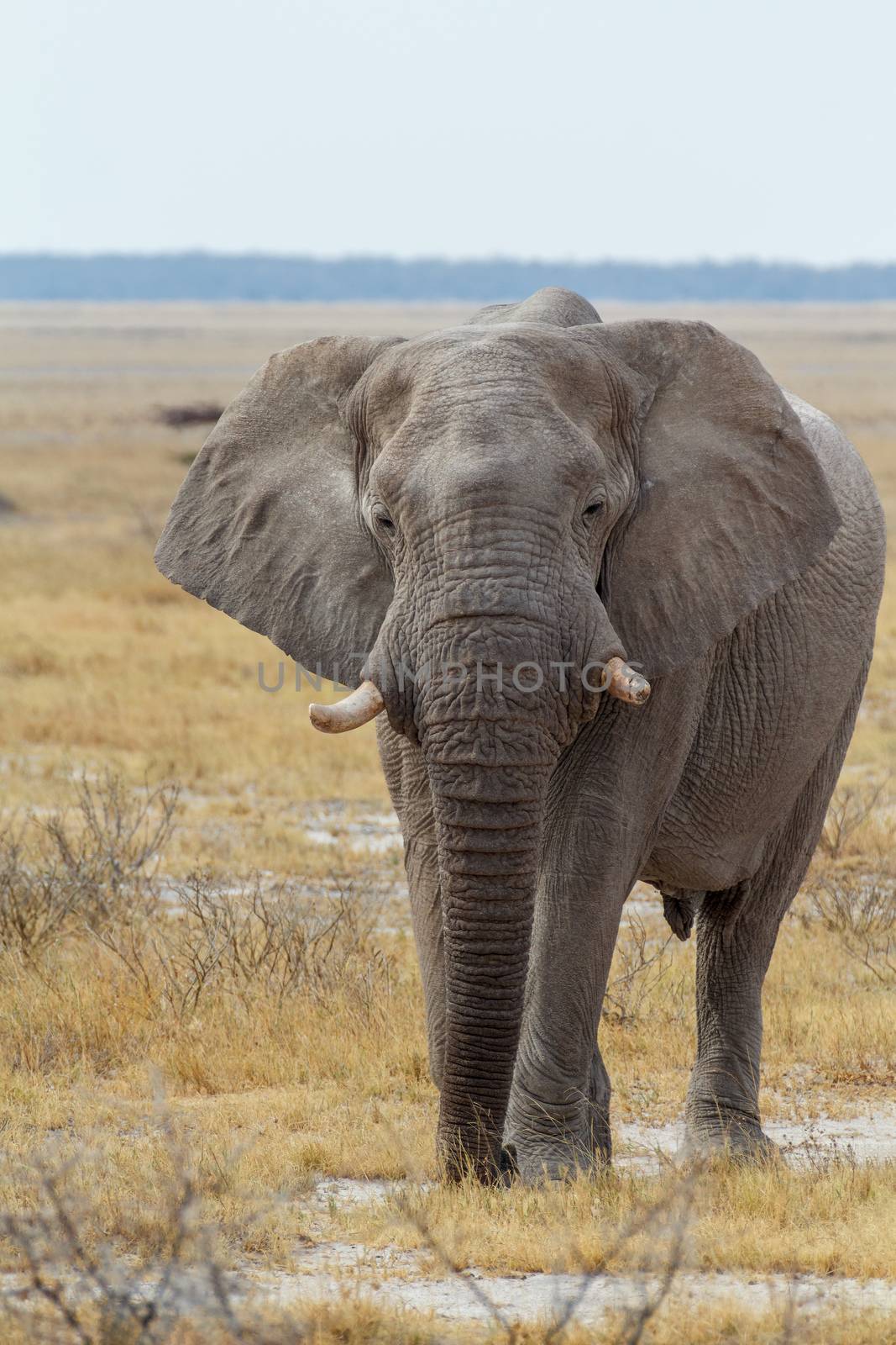 African Elephant in Namibia, Africa safari wildlife by artush