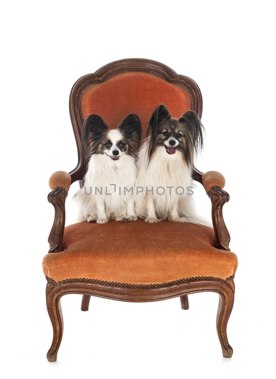 little dogs on chair by cynoclub