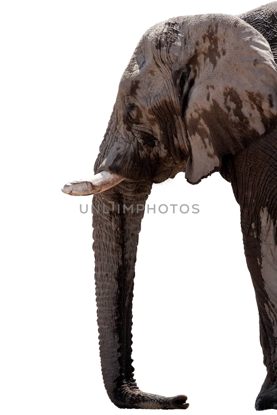head of african Elephant isolated on white background, graphic object