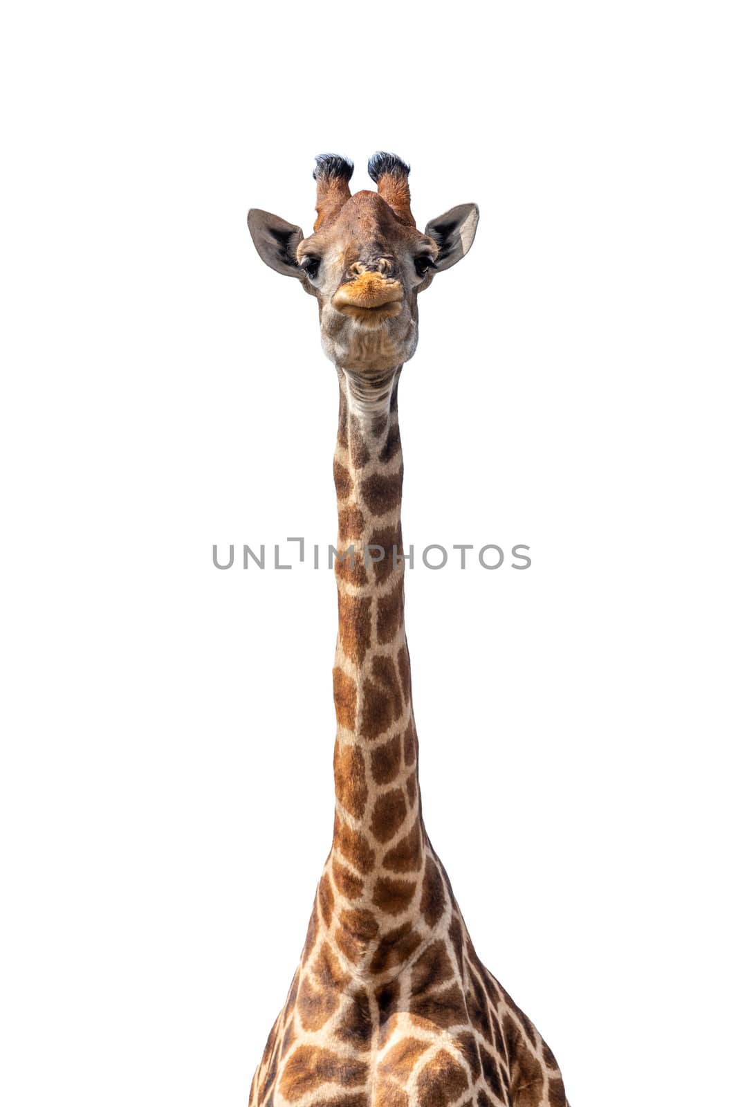 Giraffe isolated on white background by artush
