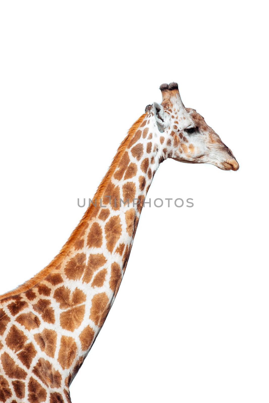 Giraffe isolated on white background by artush