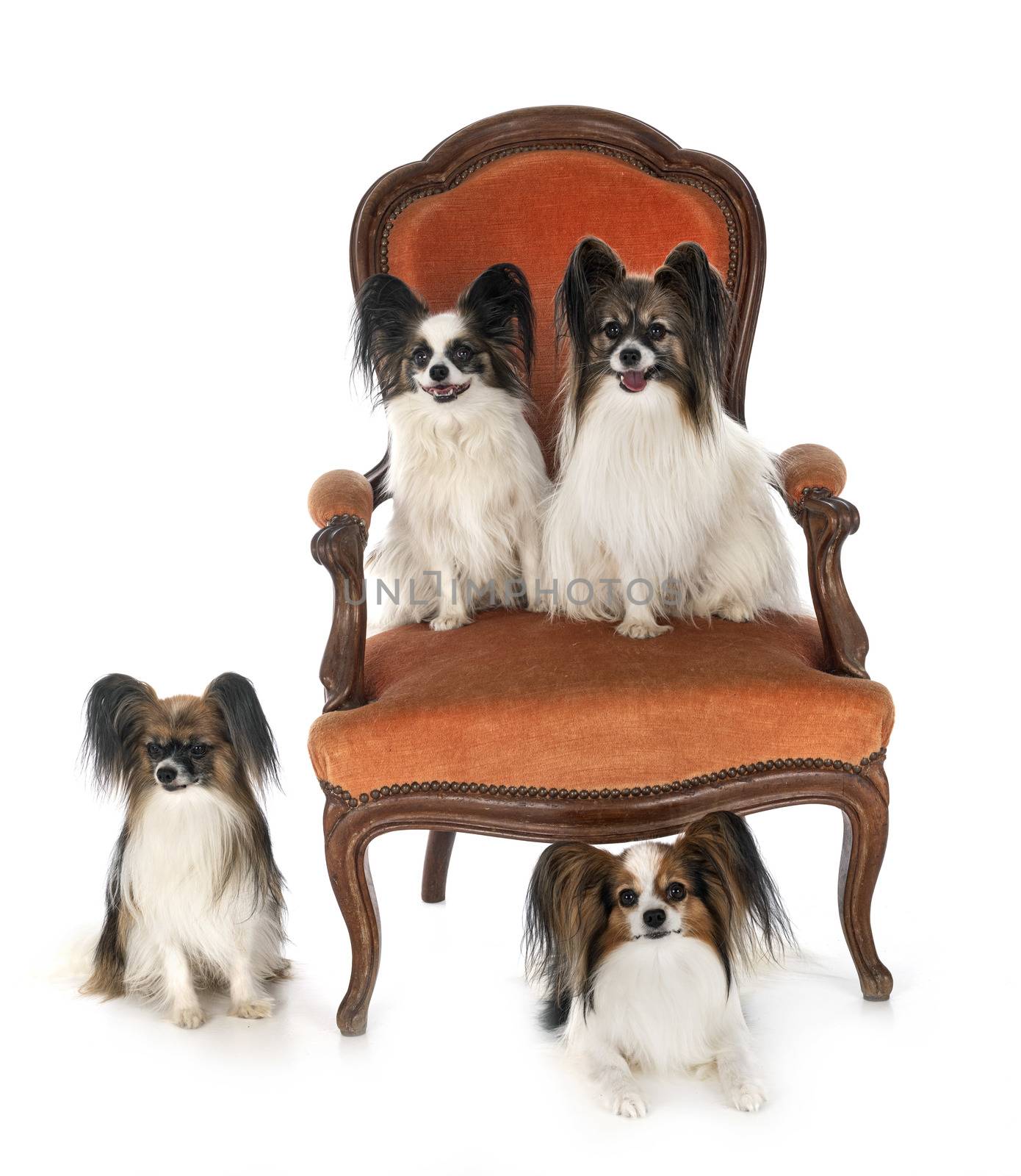 little dogs on chair in front of white background