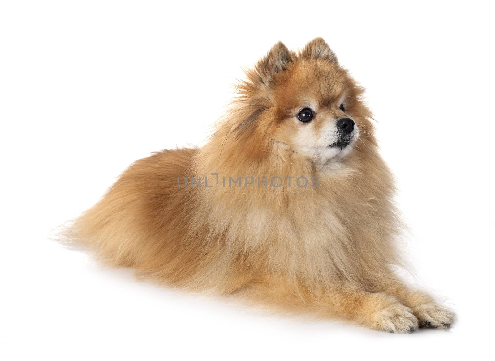 young pomeranian in front of white background