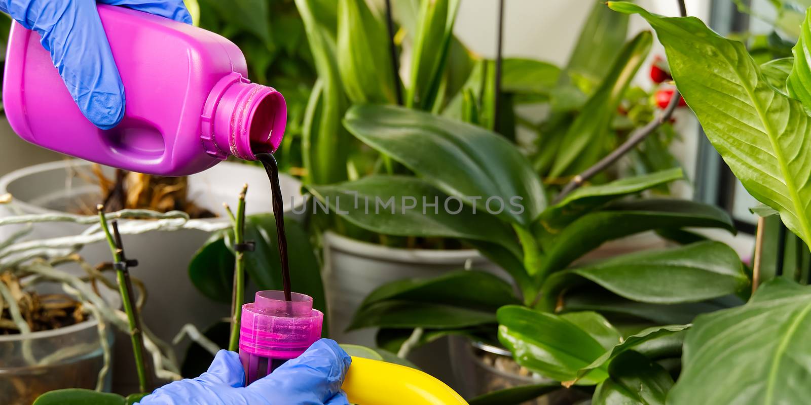 gardener fertilizer home orchid plants. houseplant care. woman watering orchid flowers. , housework and plants care concept. Home gardening by PhotoTime