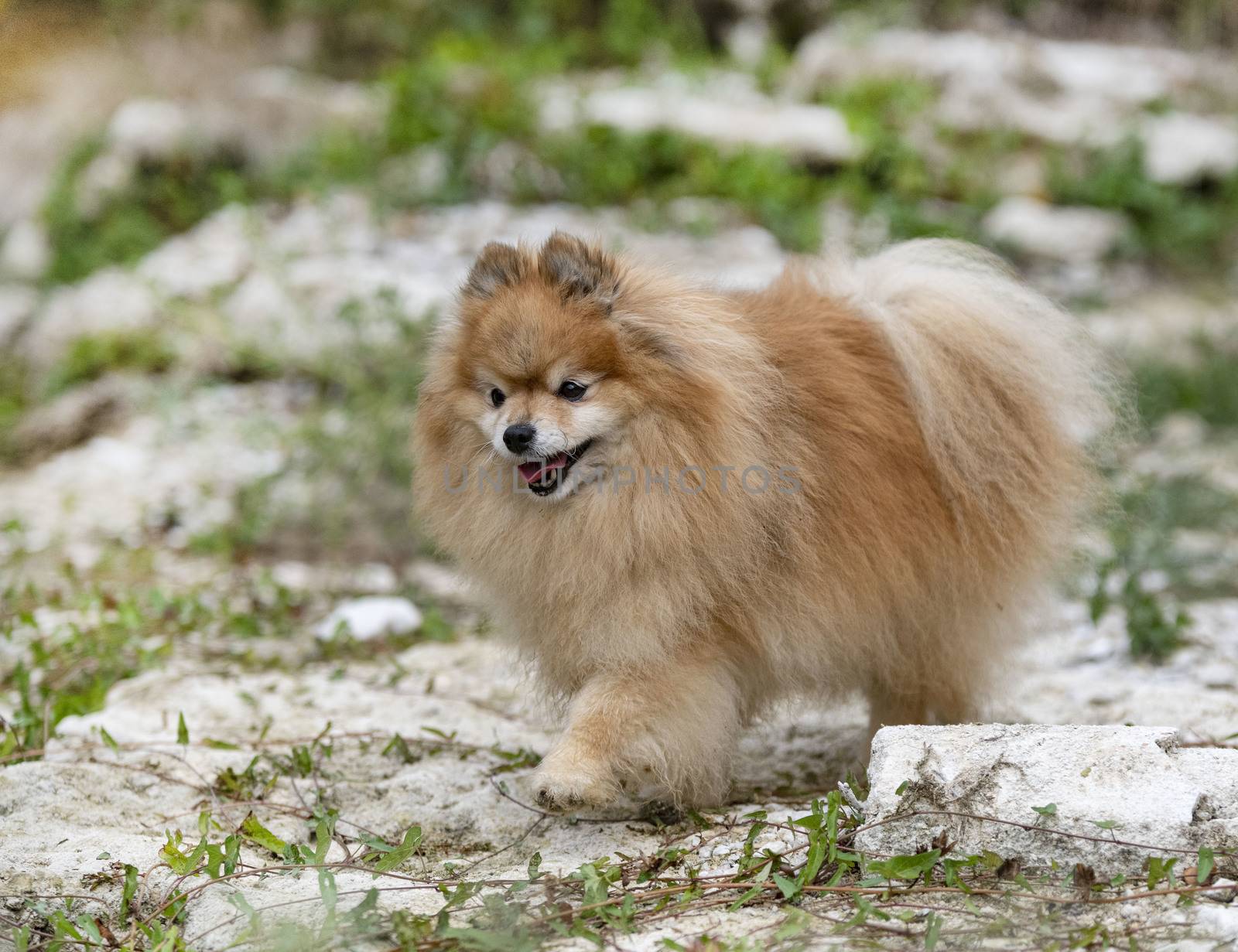 young pomeranian, picture in the nature, in autumn