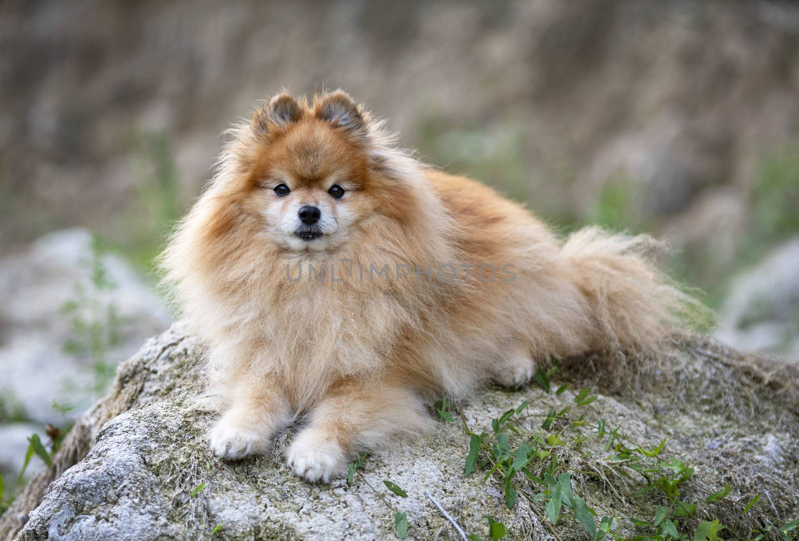 pomeranian in nature by cynoclub