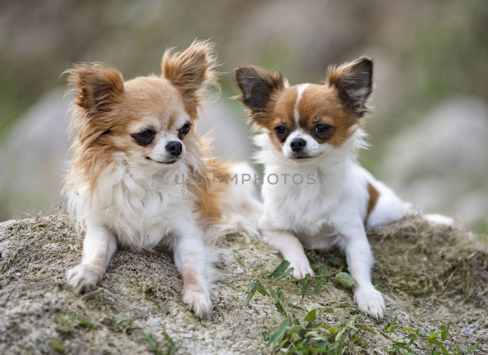 little chihuahuas walking free in the nature