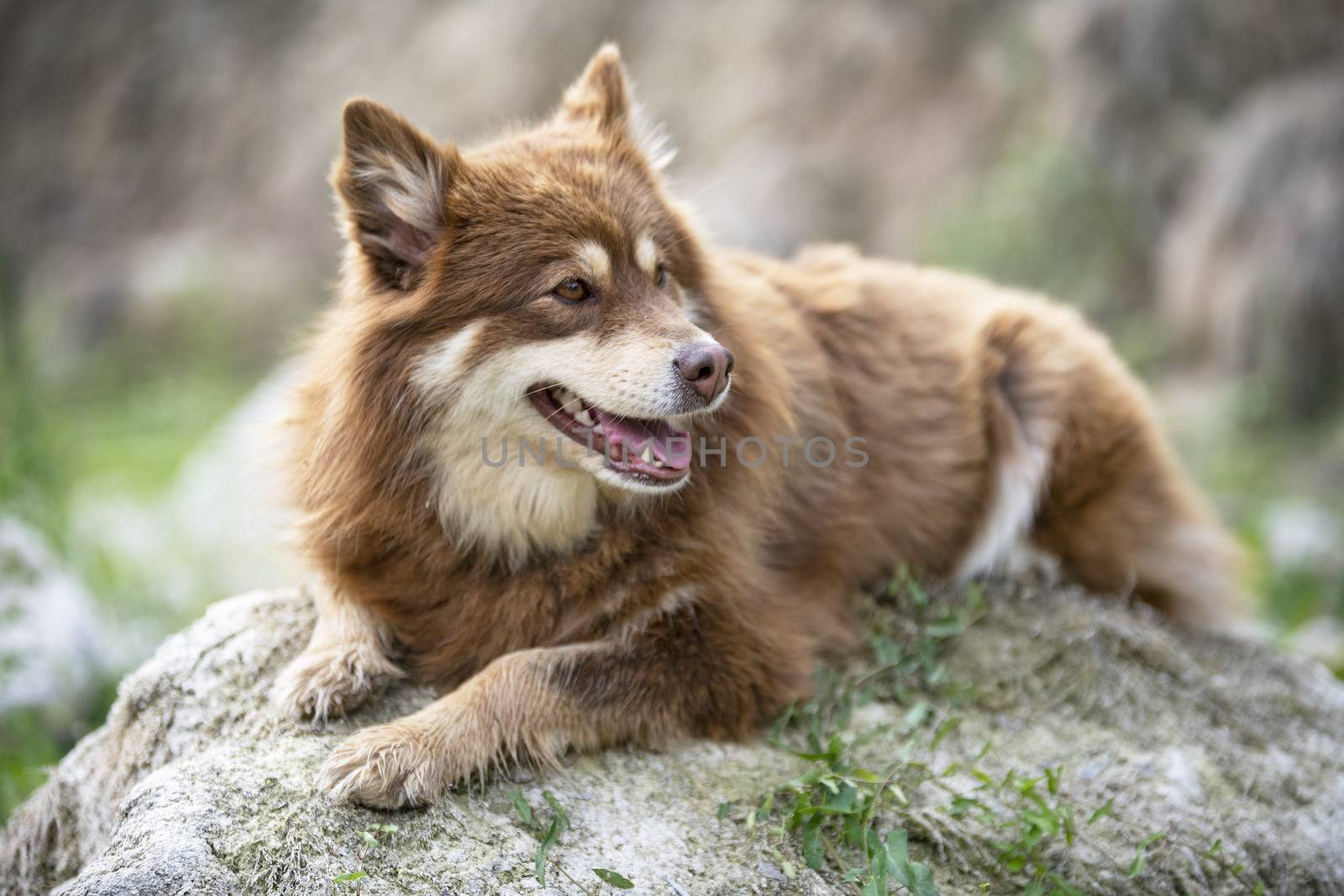 brown Finnish Lapphund walking in the nature