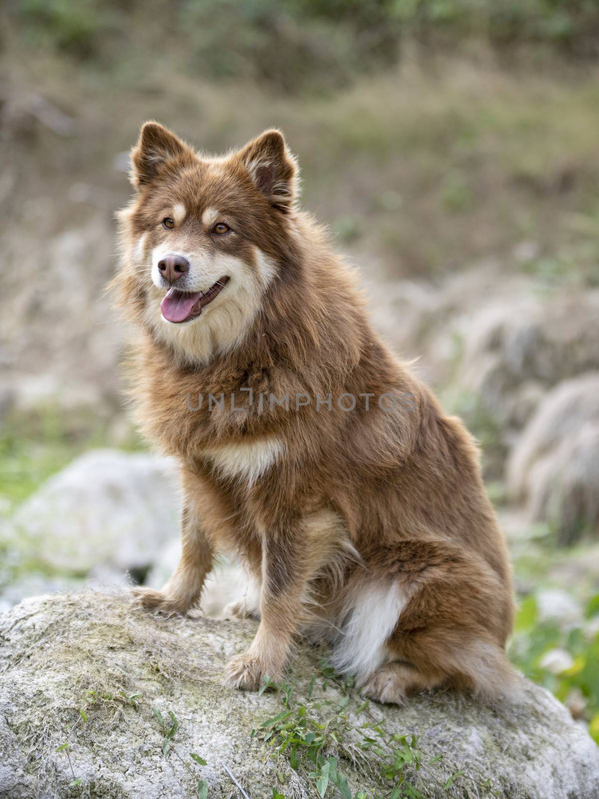 Finnish Lapphund in nature by cynoclub