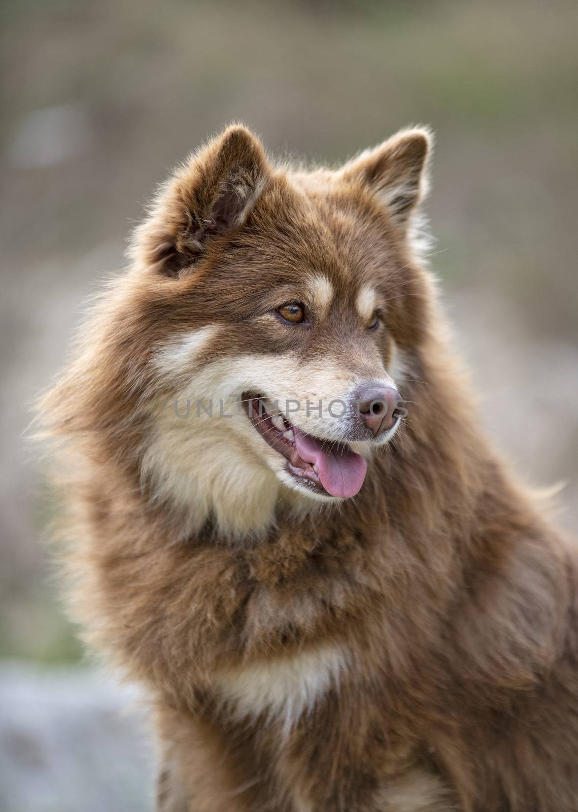 Finnish Lapphund in nature by cynoclub