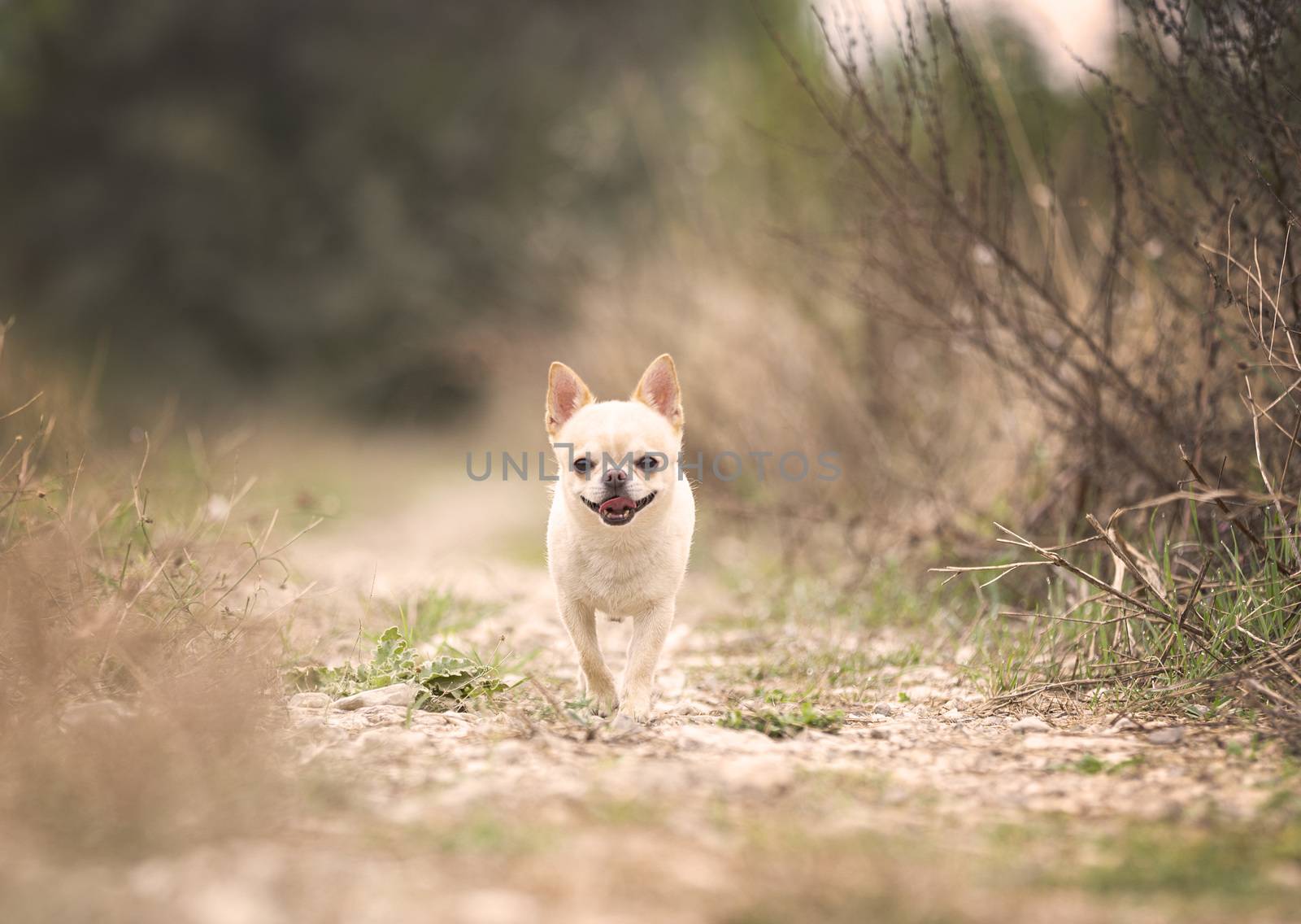 little chihuahua walking free in the nature