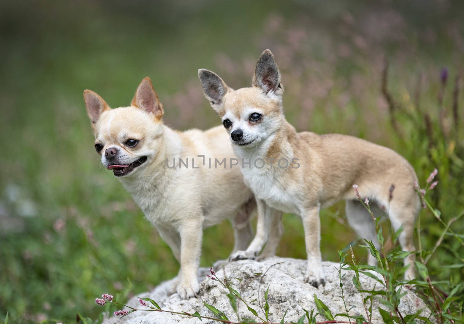 chihuahuas in nature by cynoclub