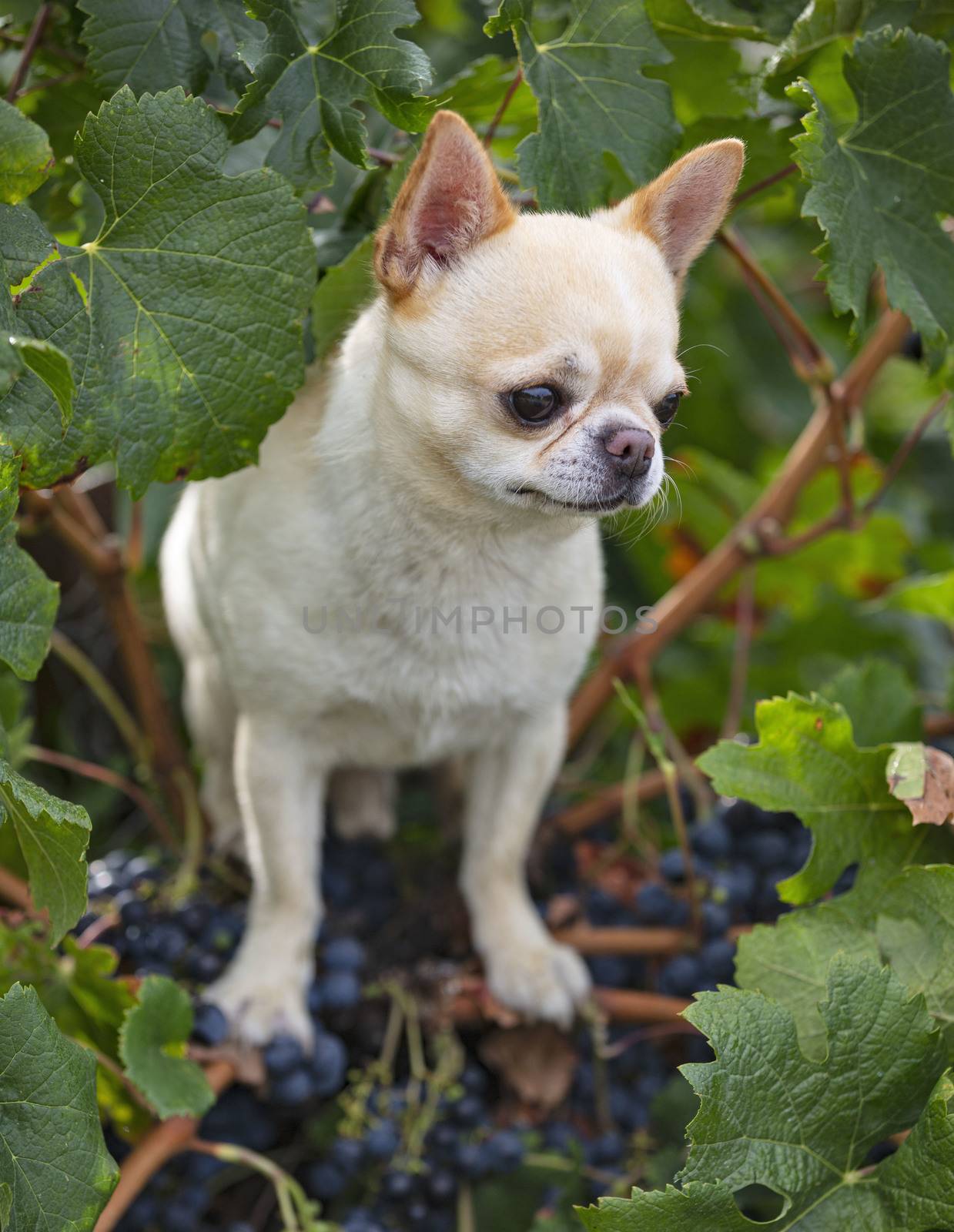 chihuahua in nature by cynoclub
