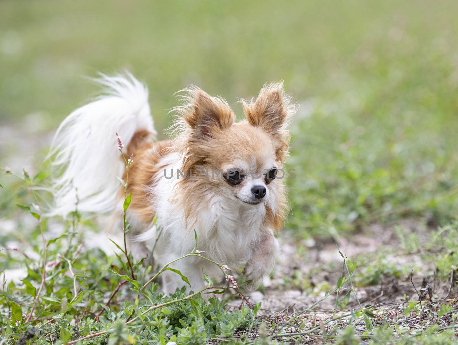little chihuahua walking free in the nature