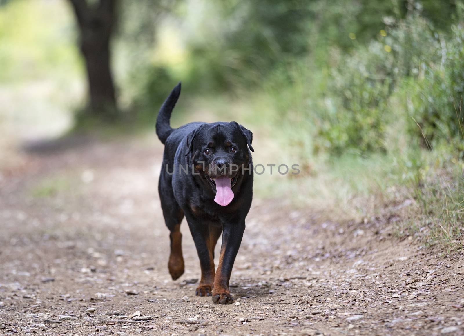 purebred rottweiler walking in the nature in autumn