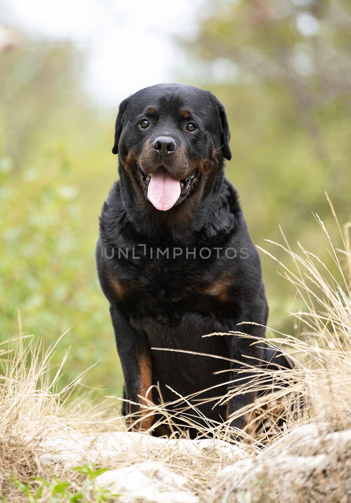 rottweiler in nature by cynoclub