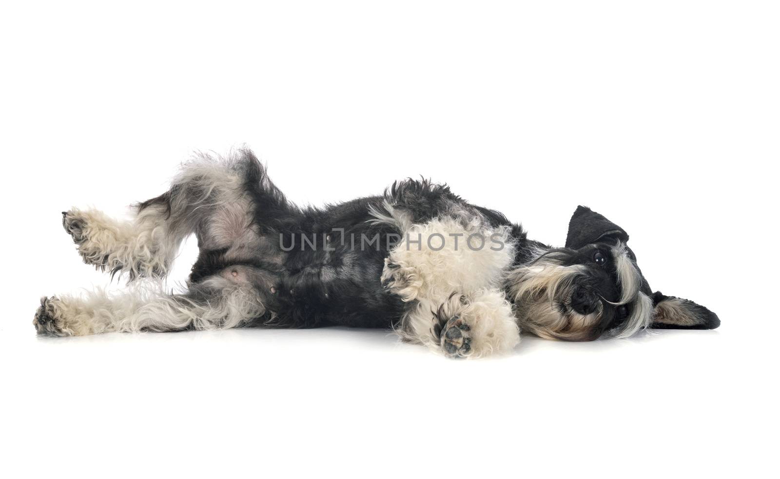 miniature schnauzer in front of white background