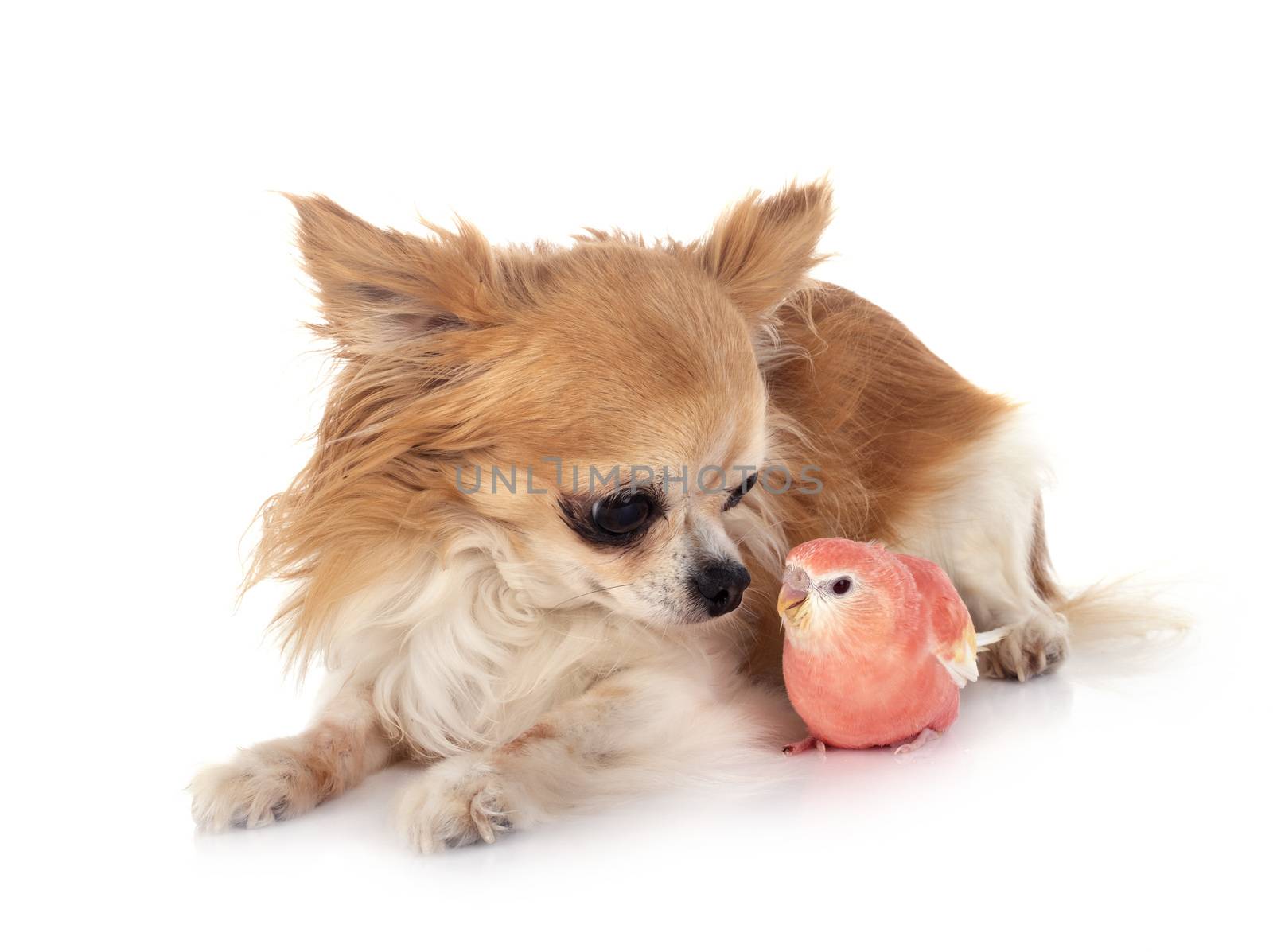 Bourke parrot and chihuahua in front of white background