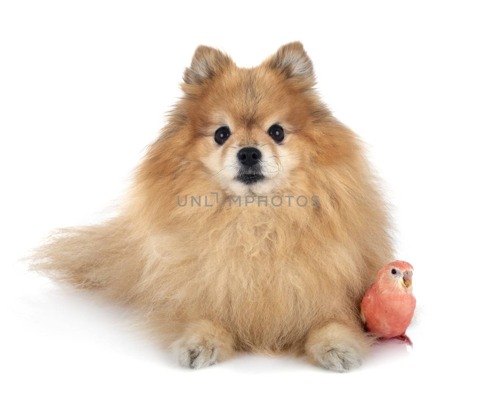 Bourke parrot and spitz in front of white background