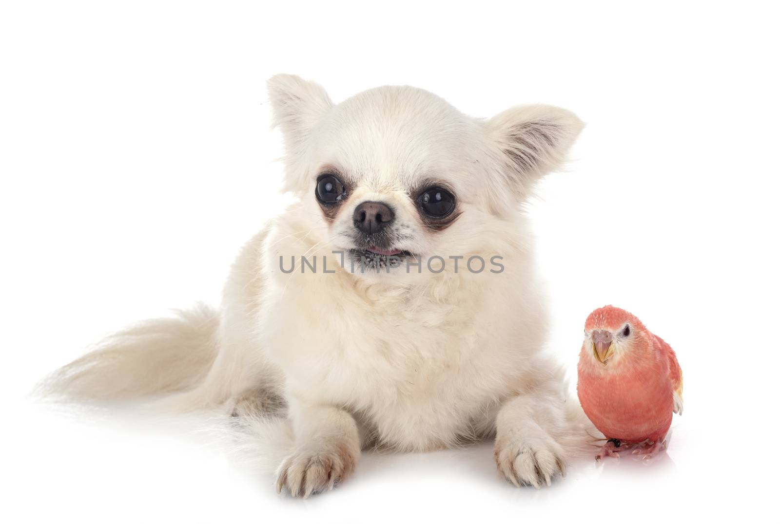 Bourke parrot and chihuahua by cynoclub