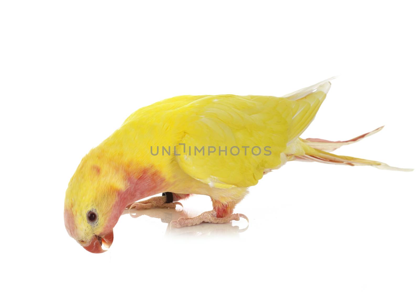 Princess parrot in front of white background