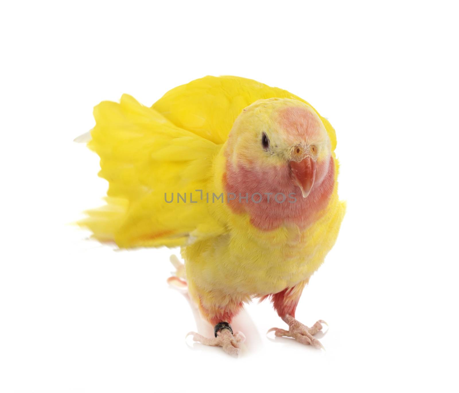 Princess parrot in front of white background