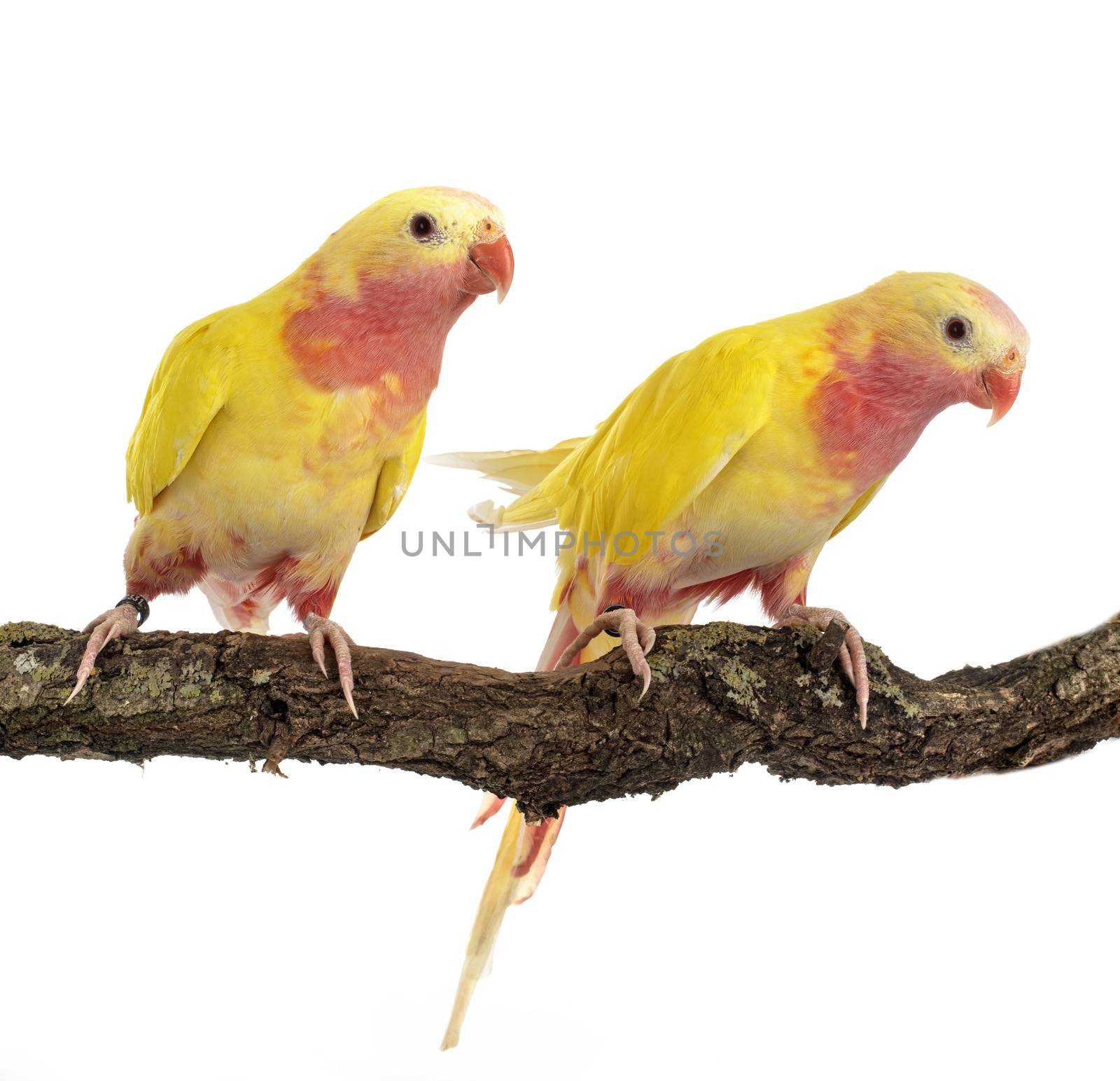 Princess parrot in front of white background