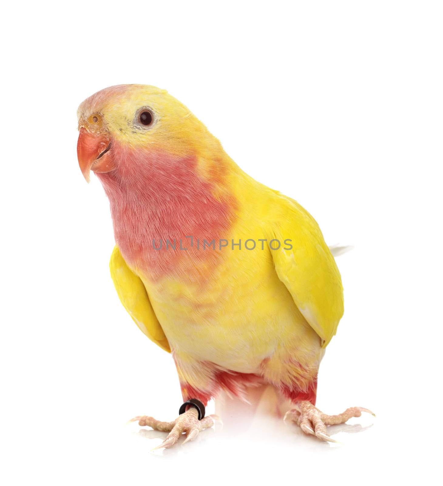 Princess parrot in front of white background