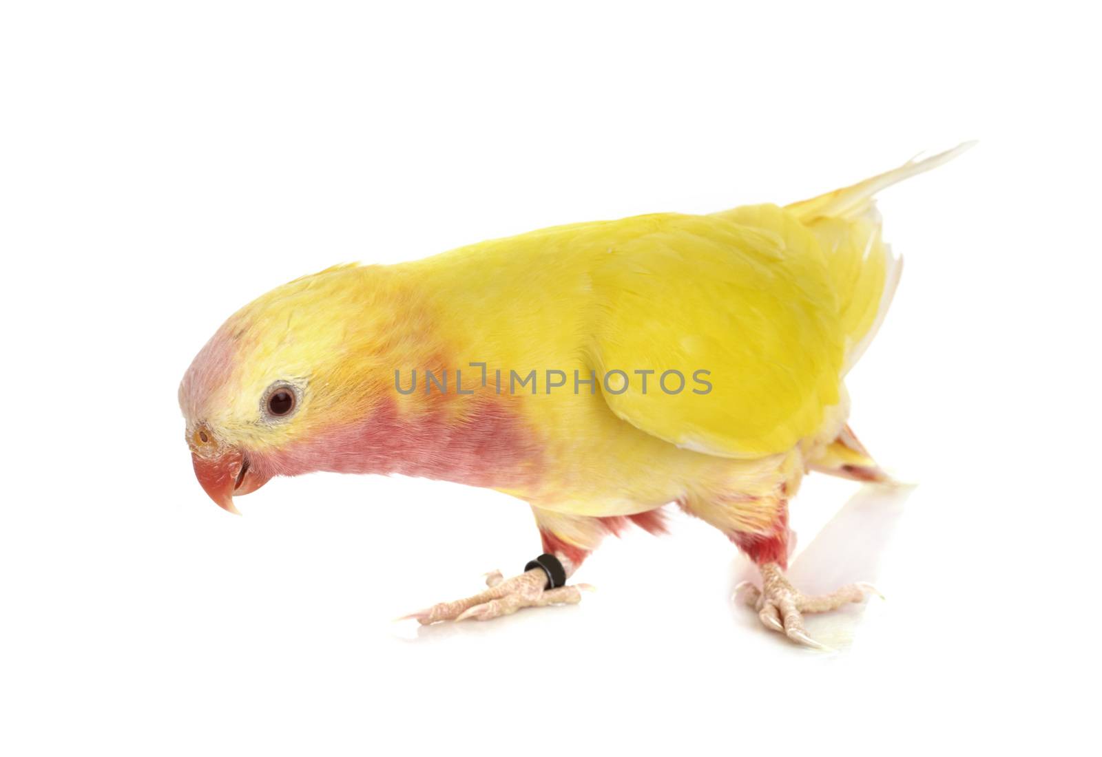 Princess parrot in front of white background