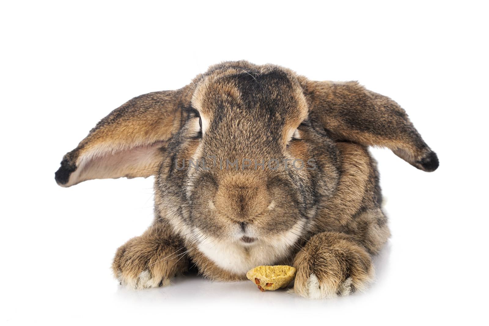 Flemish Giant rabbit in front of white background