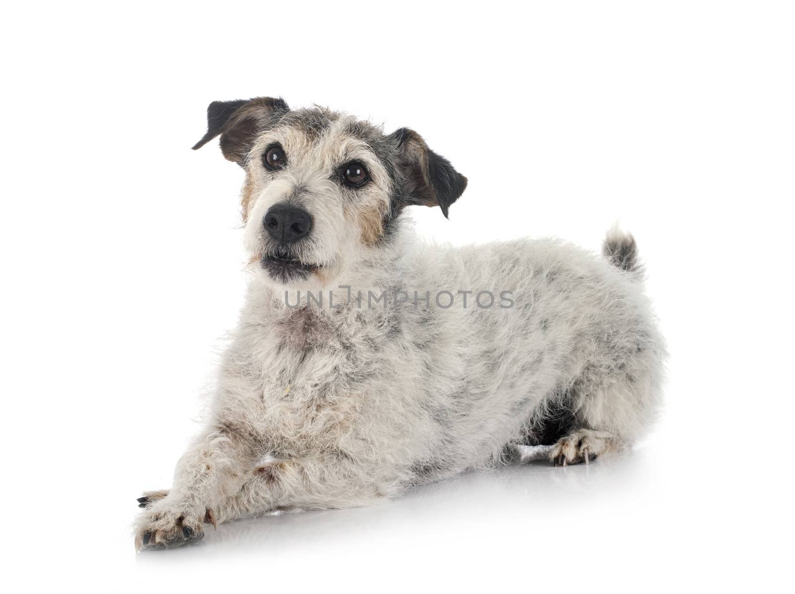 old jack russel terrier in front of white background