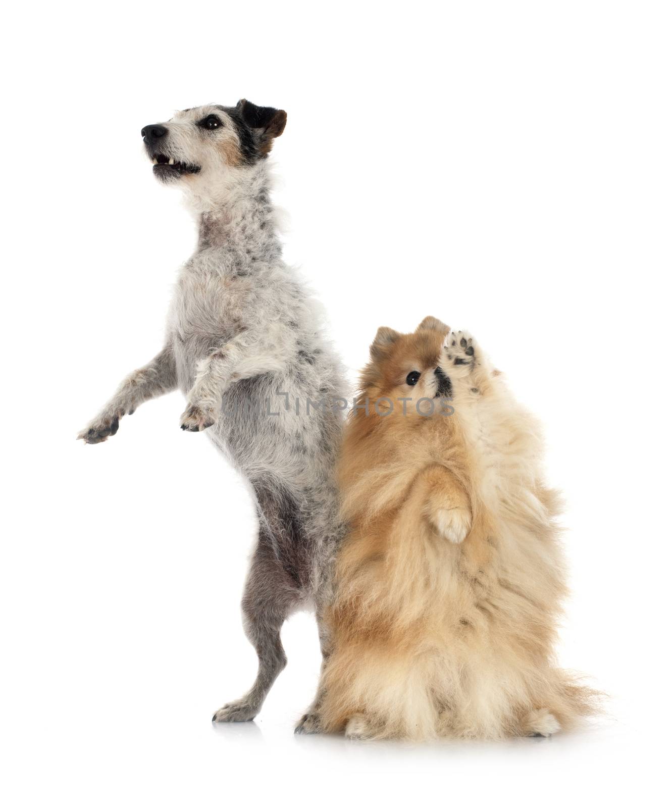 old jack russel terrier and spitz in front of white background